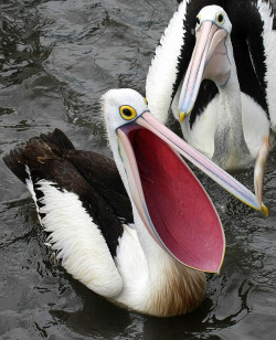 maverick-ornithography:pelcan Mouth perfec t size for put baby in to n\ap! inside very Soft and Comfort baby sleep soundly put baby in Pelican Mouth. Put Baby In Pelican Mouth. no problems ever in peliccan mouth because good Shape and Support for baby