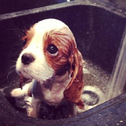 thefrogman:  I didn’t think Otis would ever forgive us after his first bath.   