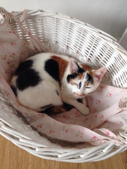 anxchronistic:  she loves to sleep in the ironing basket 