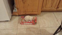  sHES TOO LITTLE TO EVEN DENT THE FREAKING EMPTY FRUIT LOOPS BOX BY SLEEPING ON TOP OF IT  