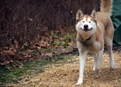 shelterlove:  Meet Cocoa the Siberian Husky!