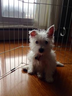 awwww-cute:  This is Fenton. Fenton wants Reddit to take a short break from Huskies to come see what Westies can do for you
