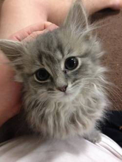 awwww-cute:  Could I please chase the laser again? Please? 