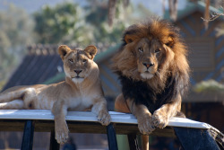 gunpowderleadandlipstick:  My King. His Queen. My Alpha. His.  Oo this looks like the safari park north of San Diego , been there a couple times but there was ALWAYS a lion chillin on top of a white car 
