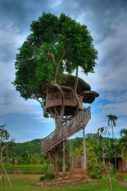 woolgatherer66:  Tree house,Philippines