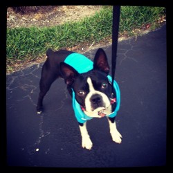 Happy Doggy Day Romeo ðŸ˜ŠðŸ¾ðŸ’™ #boston #nationaldoggyday #romeo #instapets #instadogs #son #handsome  (at Venetian Park Townhomes)