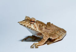 astronomy-to-zoology:  Hemiphractus fasciatus …is a species of hemiphractid frog that occurs in Colombia, Ecuador, Panama and possible Costa Rica. H. fasciatus typically inhabits humid lowland, montane and cloud forests. Individuals are active at night
