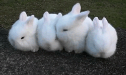 crayonguy:  Bunny master post 
