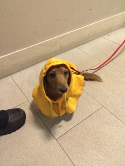 fruitelf:  saltaconmigo:  pancakethedoxie:  People on the street lose their minds when Pancake wears her raincoat.  now that I have my very own furry barking child I really need to buy her a yellow raincoat  and when u do TAKE PHOTOS !! 