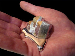 fearbeforetheflames:  limmynem:  Gallium Gallium is a silvery metal with atomic number 31. It’s used in semiconductors and LEDs, but the cool thing about it is its melting point, which is only about 85 degrees Fahrenheit. If you hold a solid gallium