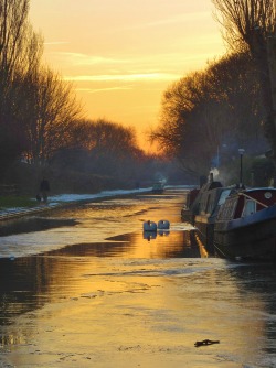 vwcampervan-aldridge:  Sunset, Swans and canal barges, Burton upon Trent, Staffordshire, England All Original Photography by http://vwcampervan-aldridge.tumblr.com 