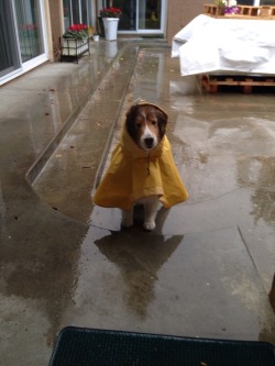 greenjellies:  if u ever need something to smile at here’s my dog in his raincoat 
