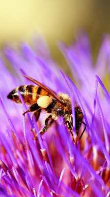 flowerling:  Bee at Work | Danny Perez Photography