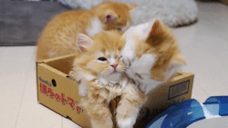 guernvca:  lizthelazylizard:  catbountry:  Tiny kitten demonstrates expert throat-slitting technique. Nature is amazing.  &ldquo;Oh sibling kisses— NO SISTER WHYY?!”  but look at the cat in the background 