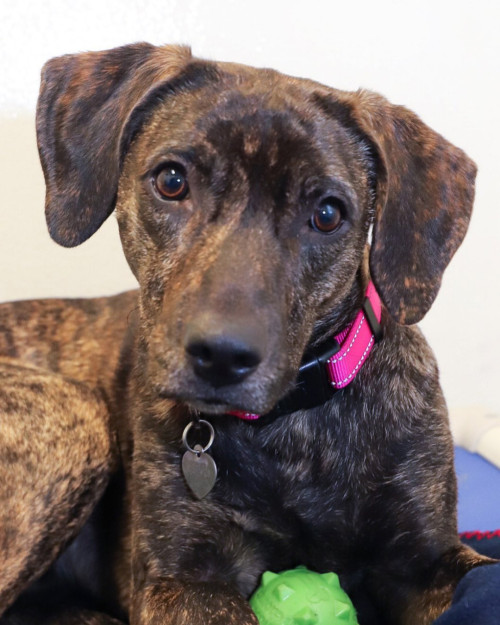 shelterpetproject:  Sweet Daisy is a bouncy girl - light on her feet and on the leash!  But she’s been bounced around between homes twice in her two years. Daisy is looking for a steady, consistent forever home without another canine but perhaps with