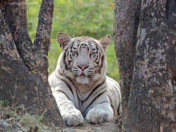 alltiger:  (via 500px / White Tiger by Sanjeev Aurangabadkar)