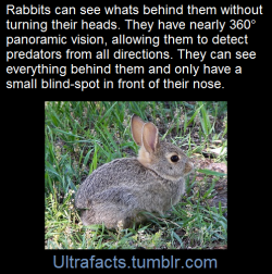 ultrafacts:   The eyes are placed high and to the sides of the skull, allowing the rabbit to see nearly 360 degrees, as well as far above her head. Rabbits tend to be farsighted, which explains why they may be frightened by an airplane flying overhead