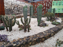 cactiheart:cactus park in penghu // roryfinneren