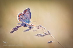 morethanphotography:  Common Blue II by KariusKirsten