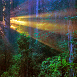 hippiepeacefreaks:  evening, in a redwood