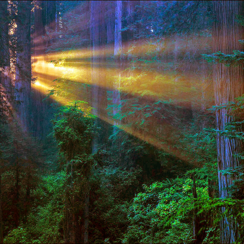 hippiepeacefreaks:  evening, in a redwood porn pictures