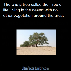xekstrin:  ultrafacts:  sadsymphonys:  ultrafacts:  The Tree of Life in Bahrain is believed to be over 400 years old and is unusual as it is in the middle of the desert &amp; is the only tree growing for miles. Many people visit this tree every year and