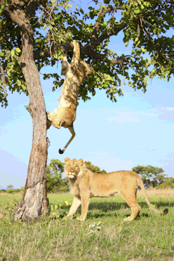 magicalnaturetour: Lion Gets Stuck In A Tree Before His Brother Helps Him Down. All photos by Carters News via The Huffington Post ~ Please click through to see the gif they made of this hilarious incident. It was too big for me to post it here for you.