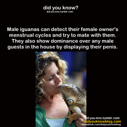 I&rsquo;m pretty sure Liz was female, though. Also, a chameleon, not an iguana.