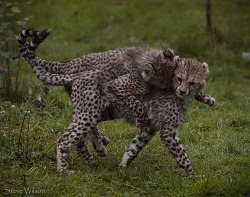 magicalnaturetour:  Cheetah Twins Playing by Steve Wilson - over 3 million views Thanks !! on Flickr.