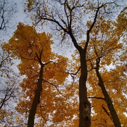 #Autumn #space / #colors #colours #trees #leaves #sky #landscape