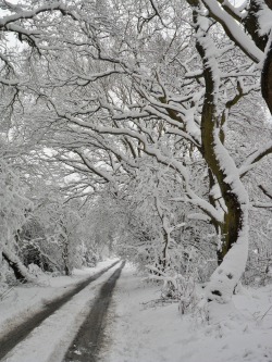 vwcampervan-aldridge:  Thick snow on the trees at Hobs Hole Lane, Aldridge,Walsall, England All Original Photography by http://vwcampervan-aldridge.tumblr.com Please visit my other blog, I can reblog your photos there -http://st4rtedlate.tumblr.com 