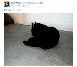 glenn-rhee:  the au where sam tags t’challa in every cat video asking if it’s him [insp]