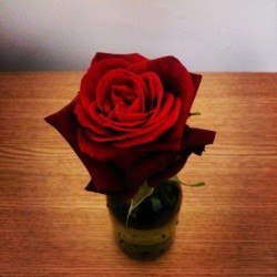 dieoxide:  Had the most amazing last night with Sarah in Glasgow, after dinner and drinks we went for a walk through the park and she stole me a rose 