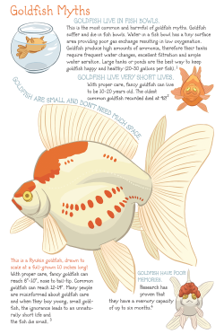arwensavage:  Goldfish myths are embedded in our culture. Here’s a closer look at many misconceptions people have about them. As a goldfish owner/lover myself, I think it’s important when anyone new to the hobby learns why these myths hurt goldfish