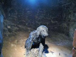 cryptid-wendigo: “Let him come!  I’ll see whether he be dog or devil!” This sculpture of the Moddey Dhoo (Mauthe Doog)resides where the supposed Hellhound itself does - Peel Castle on the Isle of Man. The Moddey Dhoo is said to resemble a black,