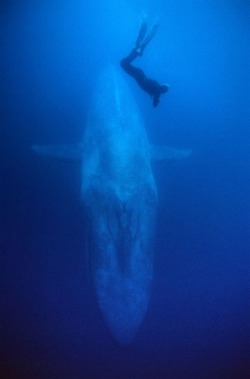 thelovelyseas:  Blue whale. Photo by Mike