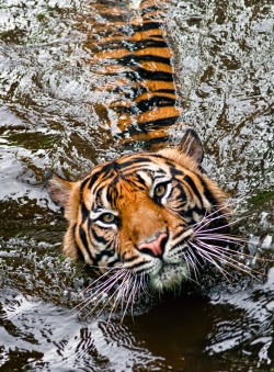 beautiful-wildlife:  Tiger by Robert Aganis