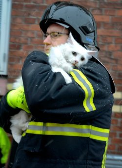 Sweet relief (a fireman carries a rescued cat away from a fire &hellip; it’s these “everyday heroes” that deserve our greatest respect)