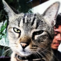 Ballin&rsquo; #cat #morning #daily #Sagrado @cats_of_instagram