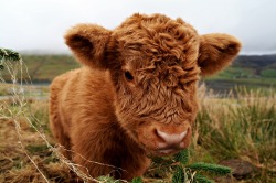 pineapplethepumpkin:  disgustinganimals:  spicedpiano:  castiel-for-king:  Fluffy baby cows  CAO  pff i can take him  sabinaisawesomesauce Look. At. Them. 