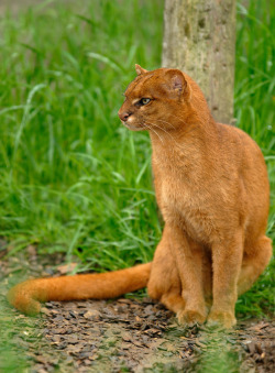 gimme-a-gimmick: fozmeadows:   ainawgsd:  Jaguarundi The jaguarundi (Puma yagouaroundi) or eyra cat is a small wild cat native to southern North America and South America. The jaguarundi has short legs, an elongated body, and a long tail. It has a