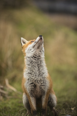 superbnature:Red Fox by linneaphoto http://ift.tt/1C25ydb