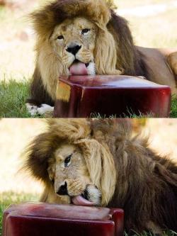 stunningpicture:  Lions are fed frozen blood during the heatwave in Melbourne