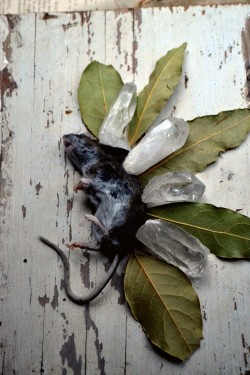 wolftea:poor little mouse encompassed by bay leaves and crystals 