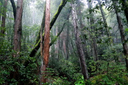steepravine:  Redwoods, Oaks And Bays For