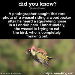 cartoon-lovee:  did-you-kno:Spoiler: the woodpecker got away, and the photo became an instant Twitter sensation, which is now being thoroughly photoshopped.  Gandalf The Grey riding a woodpecker…John Travolta stayin’ alive on a woodpecker…Miley