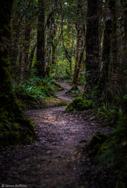 outdoormagic:  The Forest Path by SimonGriffiths