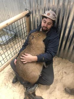 dawwwwfactory:  I got to snuggle with a capybara Wanna get a free Lush bath bomb? Click here and reply with which one you chose!