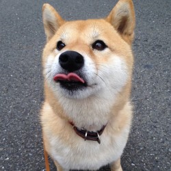 ozeia:  Wait does this dog have two tongues