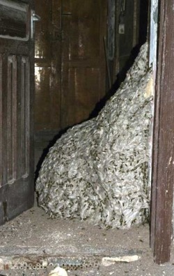 A seven-meter wasp nest.